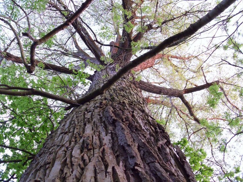 Blick in die Baumkrone – Natur als Kraftquelle